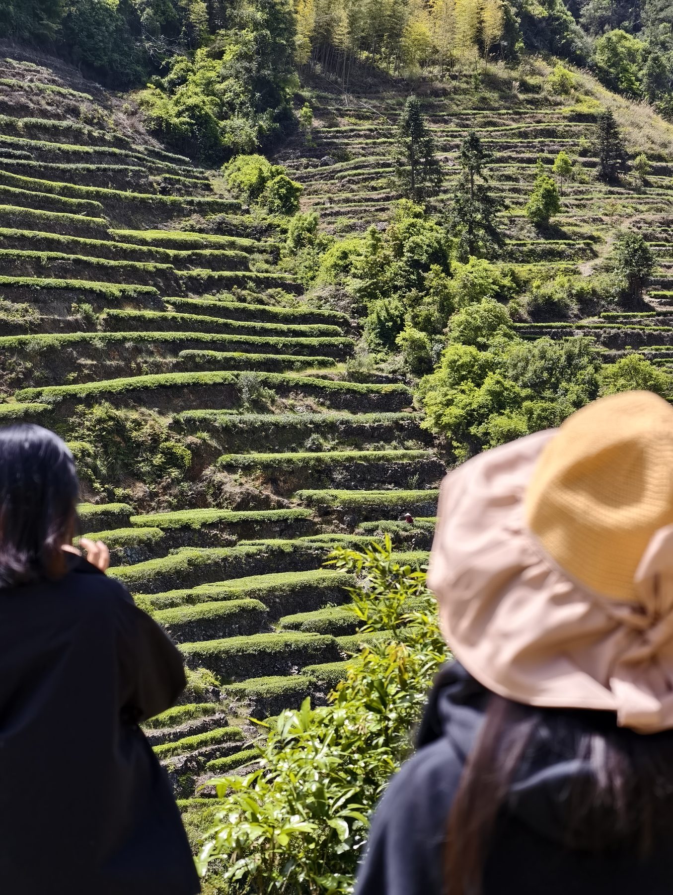 万里茶道茶园调研现场